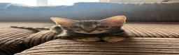 Bengal cats for sale: ✨STUNNING Bengal Kittens ✨ !!! Only one Left !!! - Advert 4