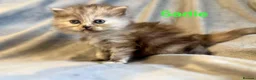 Persian cats for sale: **SOLD** Stunning litter of five female Perdolls - Advert 34