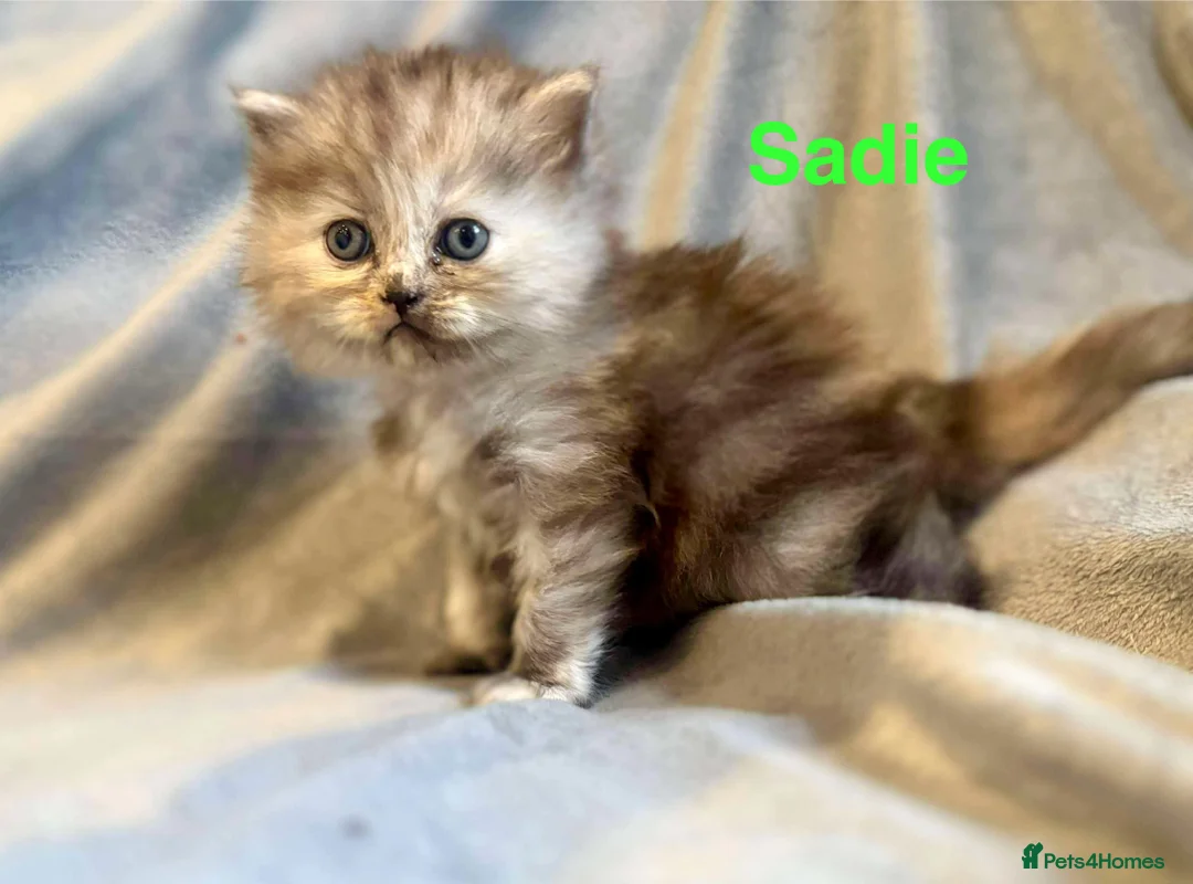 Persian cats for sale: **SOLD** Stunning litter of five female Perdolls - Advert 34