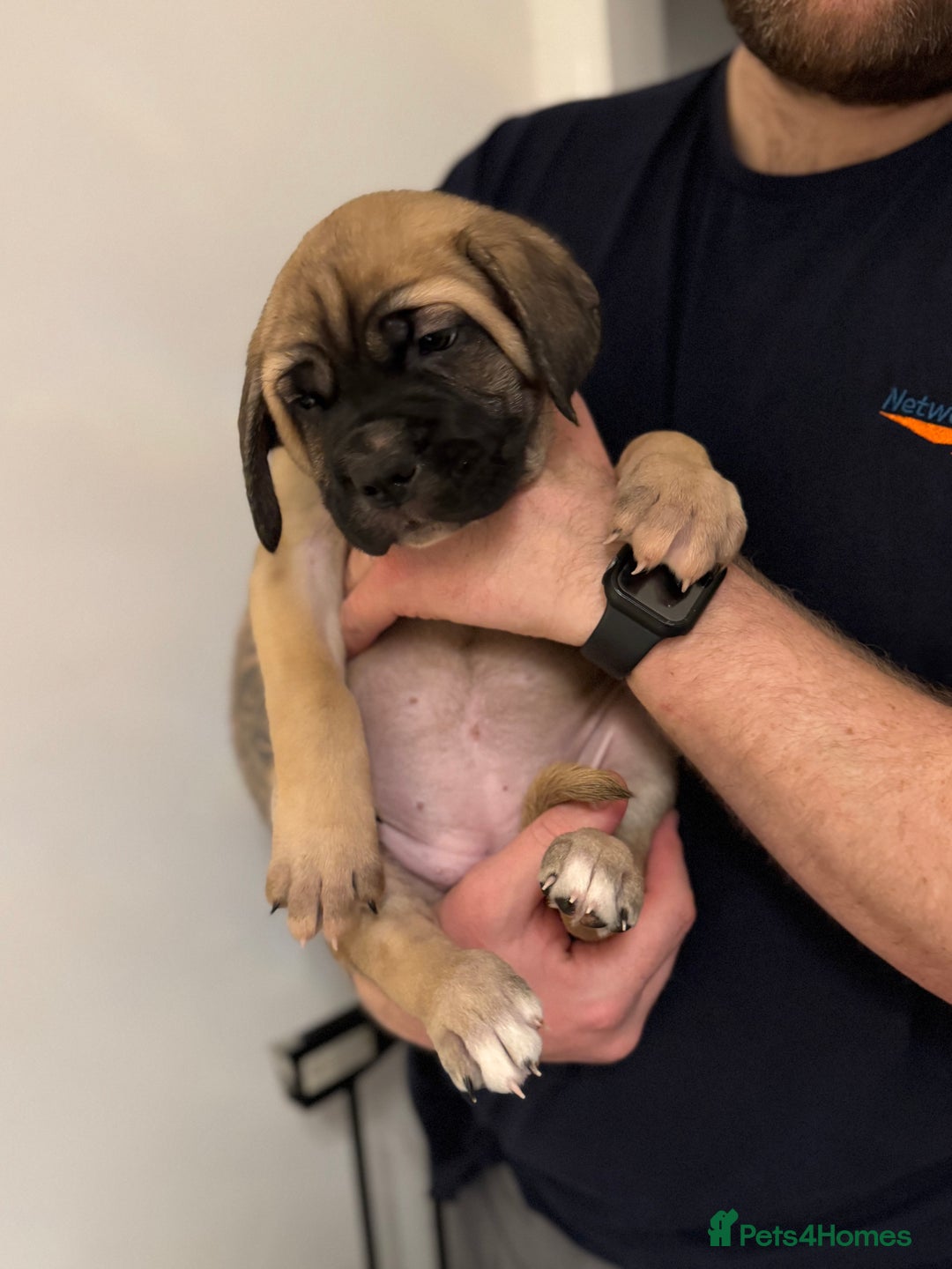 Cane Corso dogs for sale: Cane Corso puppies family reared no expense spared - Advert 36