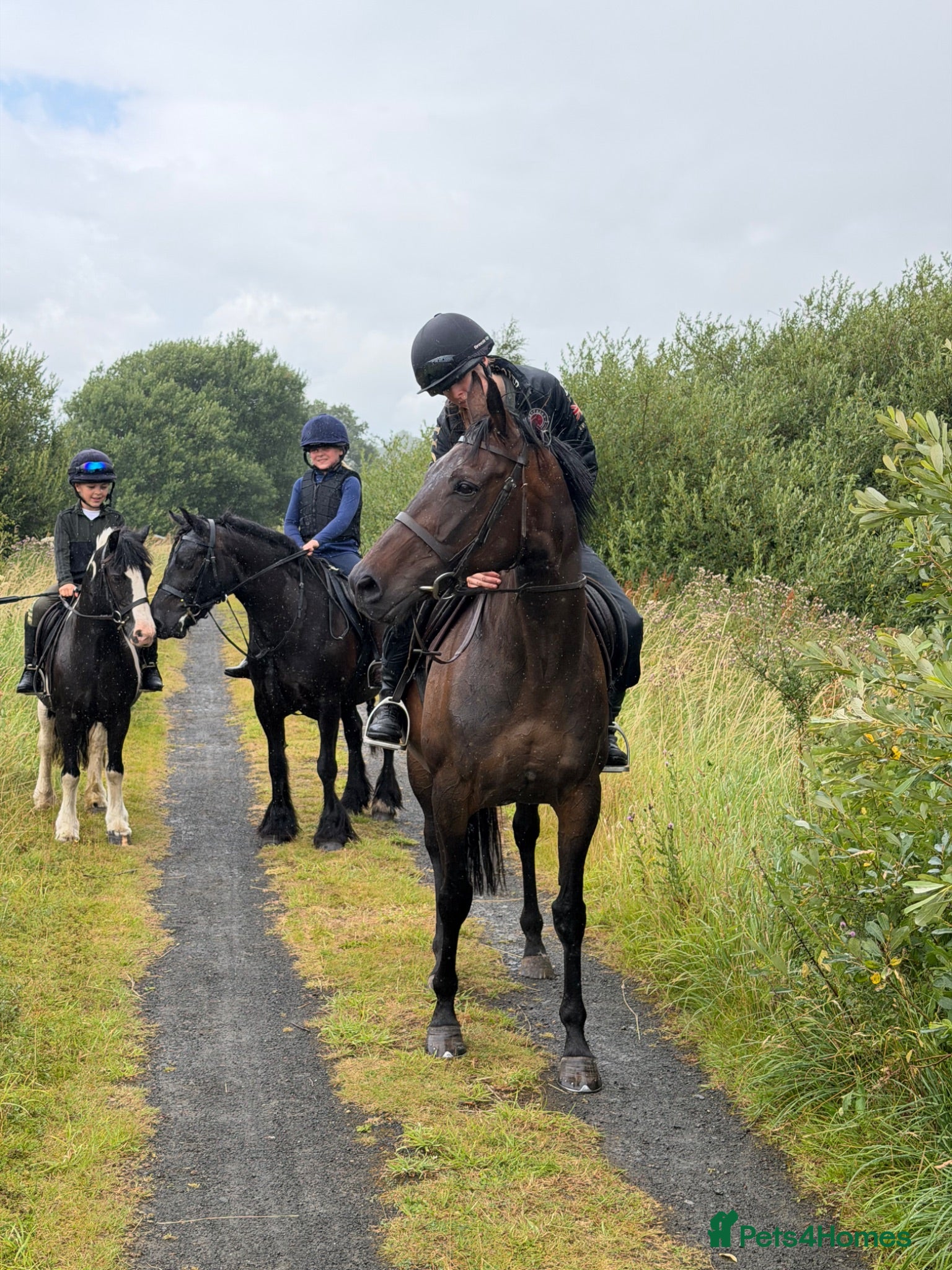 Irish Thoroughbred horses Happy Hack, ride and lead mum/daughter share - Advert 4