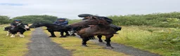Irish Thoroughbred horses for sale: Happy Hack, ride and lead mum/daughter share - Advert 1