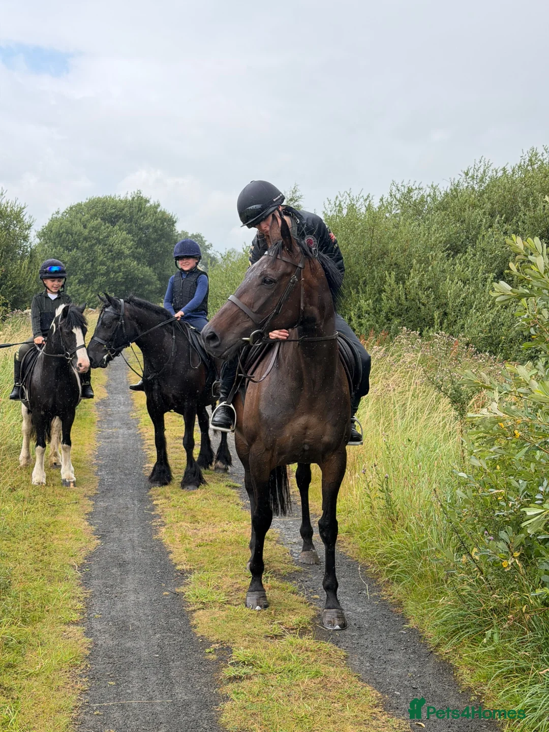 Irish Thoroughbred horses for sale: Happy Hack, ride and lead mum/daughter share - Advert 1
