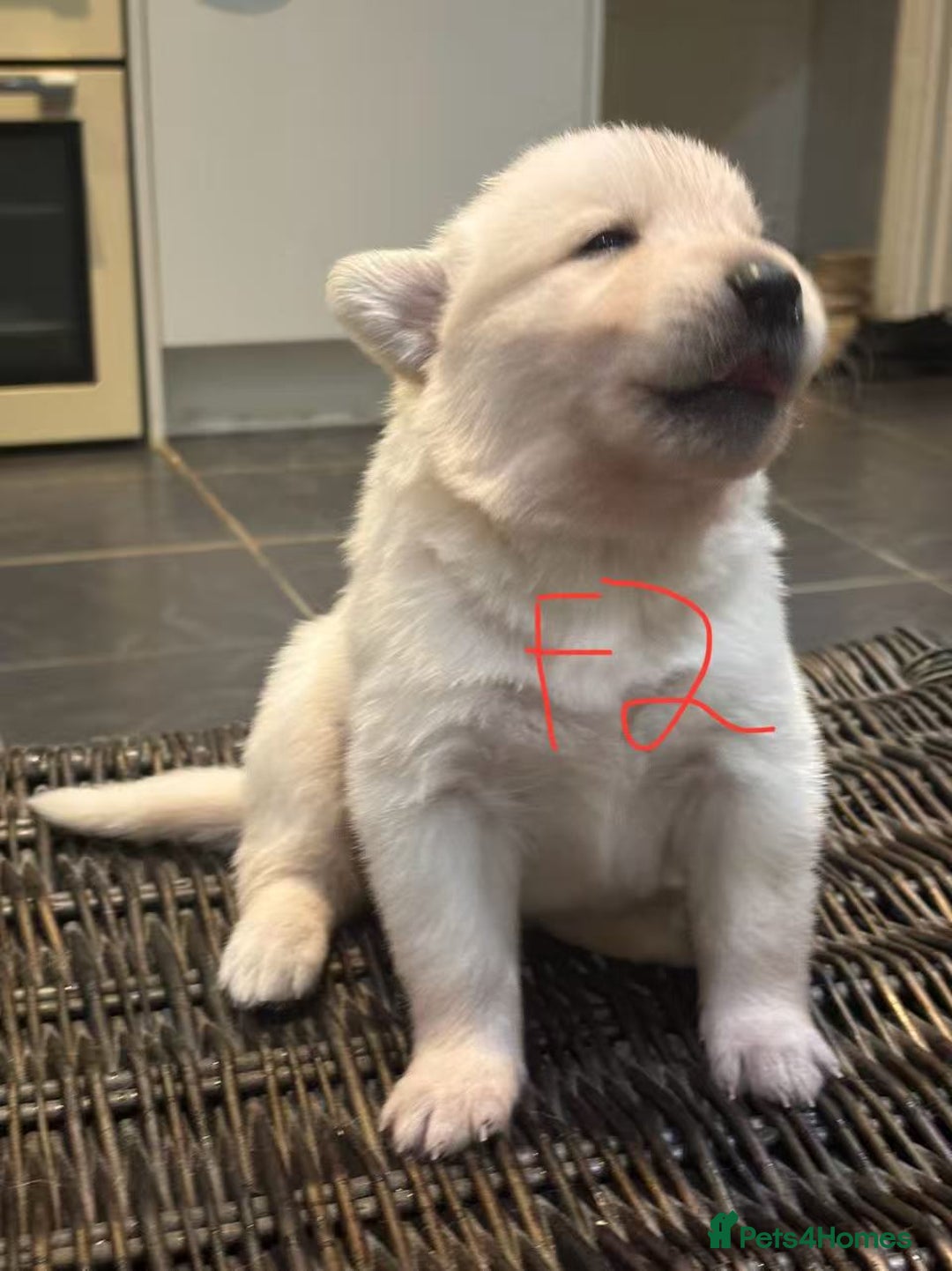 Mixed Breed dogs for sale: puppies for sale - Advert 18