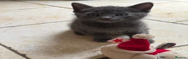 British Shorthair 2