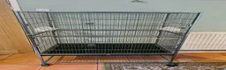 Budgerigars birds for sale: Budgies & Cages - Advert 5