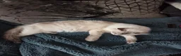 Ragdoll cats for sale: Ragdoll kittens  - Advert 14