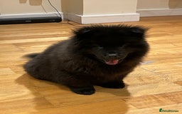 Mixed Breed dogs for sale: Chowsky boy  - Image 2