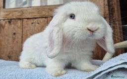 Mini Lop rabbits for sale: Blue eyed white mini lop buck  - Image 1