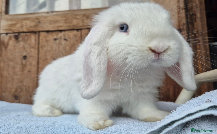 Mini Lop rabbits - Advert 6