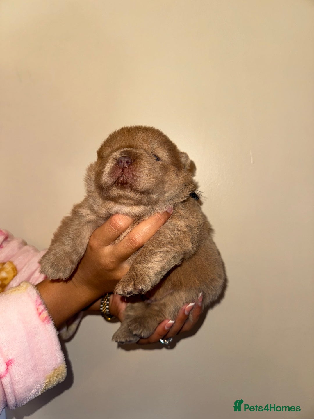 Chow Chow dogs for sale: Stunning kc reg puppies  - Advert 29
