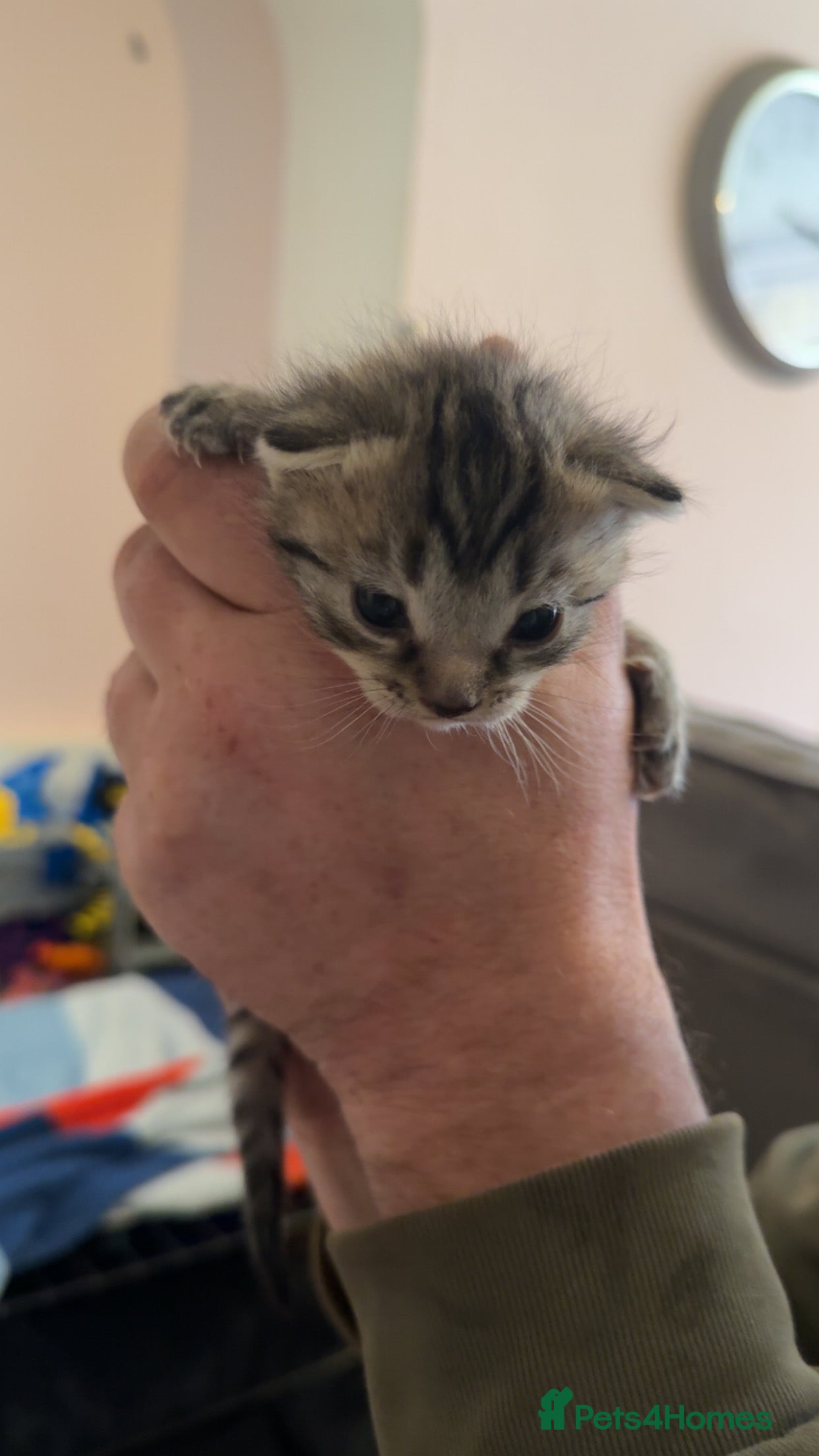 Mixed Breed cats 2 beautiful kittens looking for new homes  - Advert 6