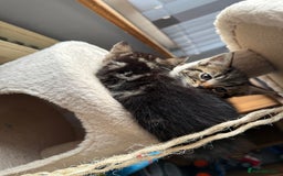 Mixed Breed cats for sale: 3 tabby kittens for sale  - Image 6