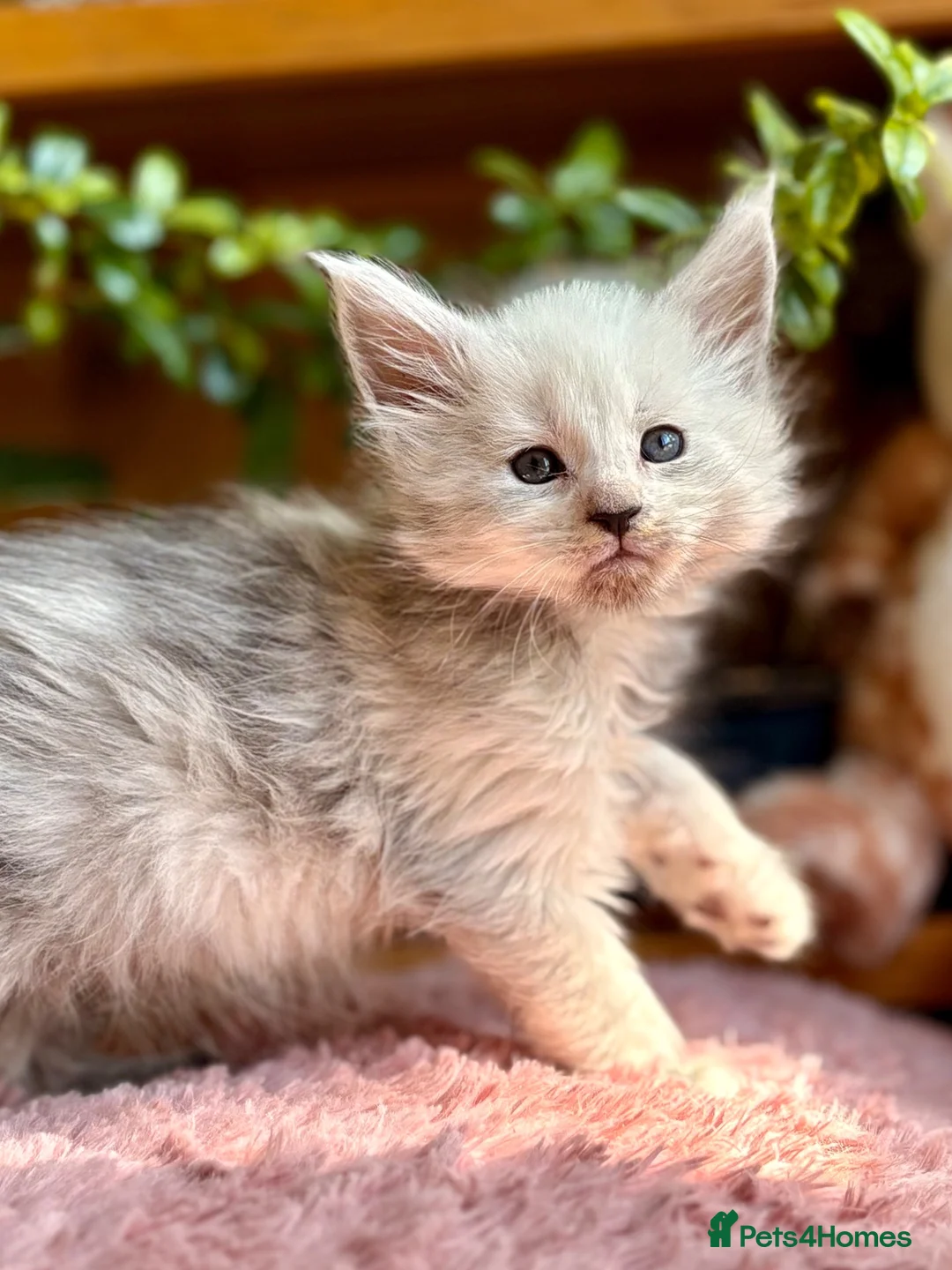 Maine Coon cats for sale: Beautiful Maine Coon kittens - Advert 2