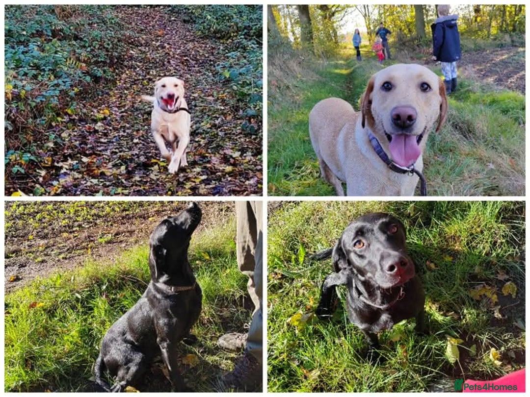 Labrador Retriever dogs for sale: KC Reg Labrador Puppies  - Image 8