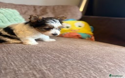 Biewer Terrier dogs for sale: 🐾Last Male Puppy Availavle- Meet Max!🐾 - Image 2