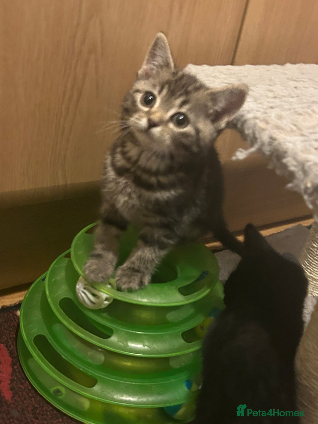 Mixed Breed cats for sale: 3 Beutiful kittens - Image 1