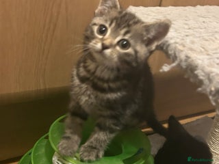 Mixed Breed cats - Advert 25