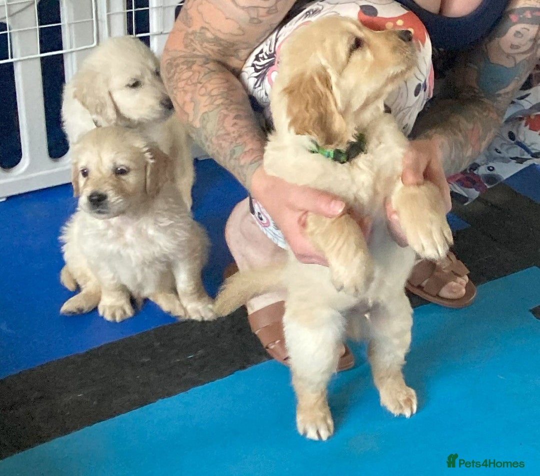 Golden Retriever dogs for sale: Fyffrind Meadow (Miss Purple)  - KC Reg. Goldies from a 5 Star Registered Breeder  - Image 23
