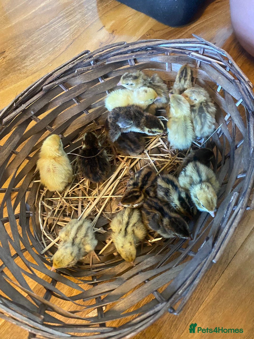 Quail poultry for sale: Day old quails - Image 5