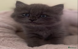 Mixed Breed cats for sale: Beautiful kittens available  - Image 1