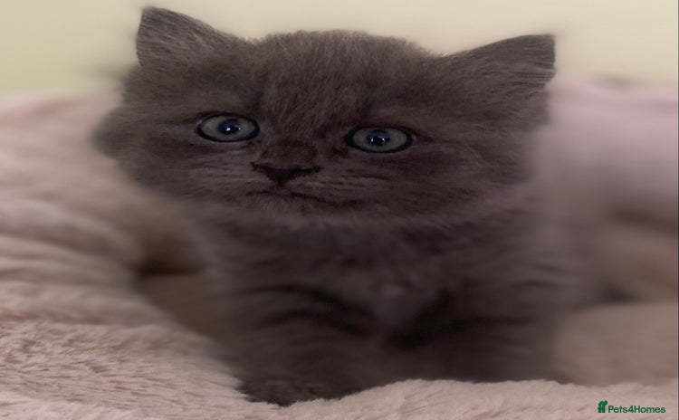 Mixed Breed cats - Advert 8