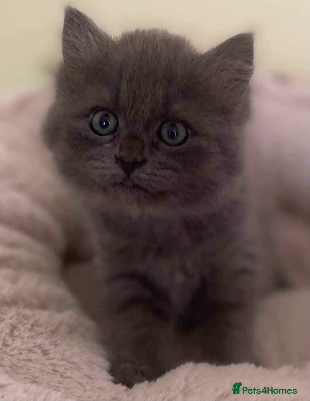 Mixed Breed cats for sale: Beautiful kittens available  - Image 1