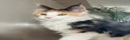 Maine Coon cats for sale: TICA Reg Maine Coon Kitten only one Red boy left  - Advert 19