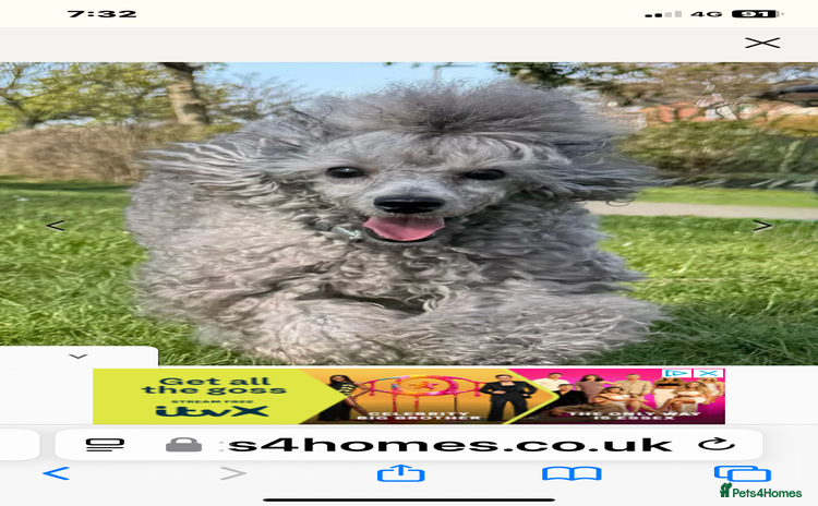 Miniature Poodle dogs - Advert 1