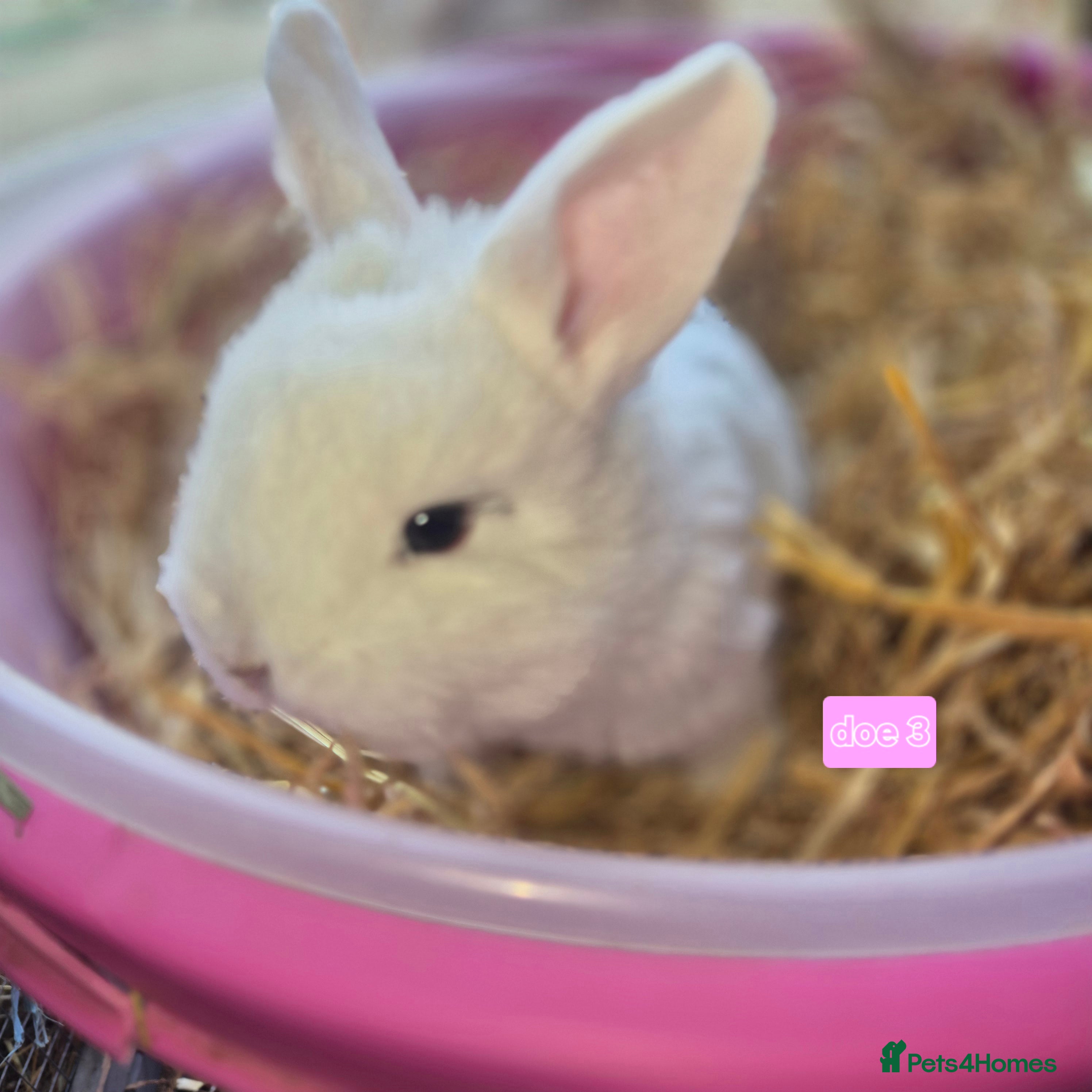 Mini Lop rabbits Gorgeous mini lop x Rhinelander kits ready April - Advert 16