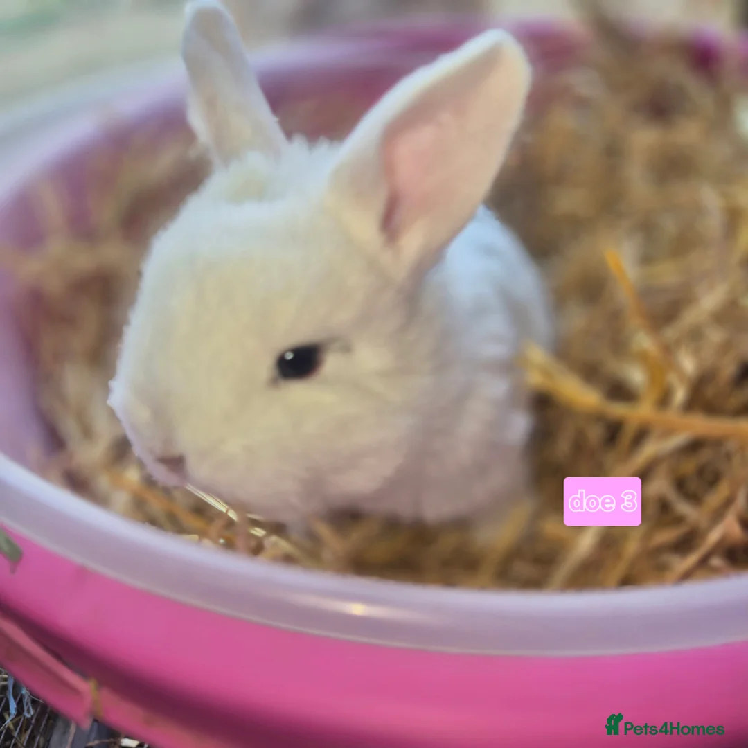 Mini Lop rabbits for sale: Gorgeous mini lop x Rhinelander kits ready April - Advert 1