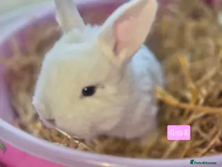 Mini Lop rabbits Gorgeous mini lop x Rhinelander kits ready April - Advert 16