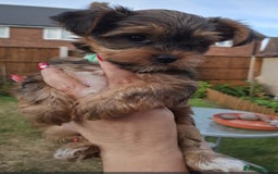 Yorkshire Terrier dogs for sale: 4 Yorkie Dogs looking for a new home.  - Image 4