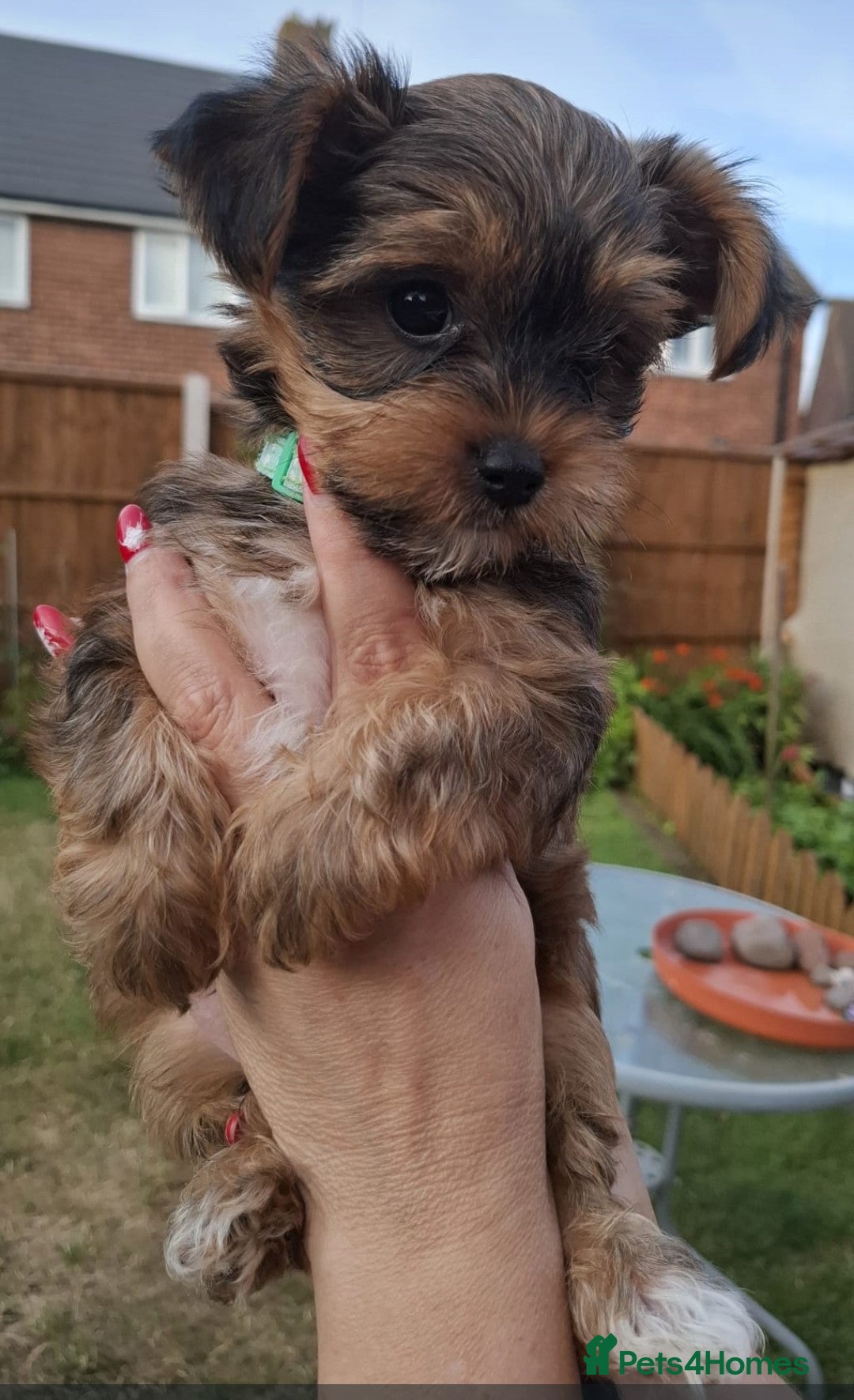 Yorkshire Terrier dogs for sale: 4 Yorkie Dogs looking for a new home.  - Image 4