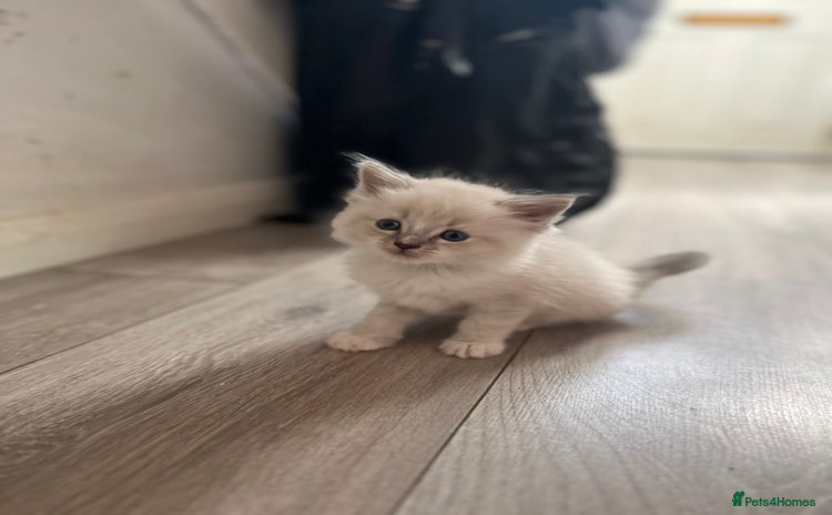 Ragdoll cats - Advert 13