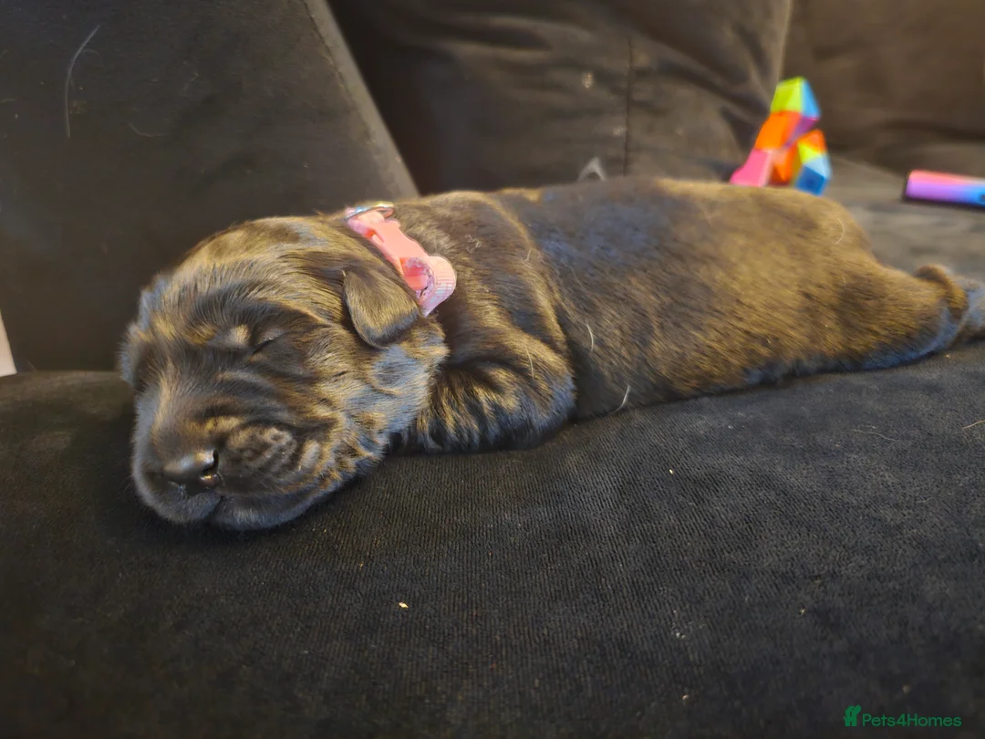 Mixed Breed dogs for sale: Golden Shepherd pup - Advert 16