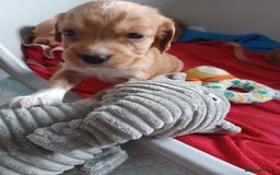 Cocker Spaniel dogs for sale: Kc reg cocker spaniels ready 17th Aug - Image 23