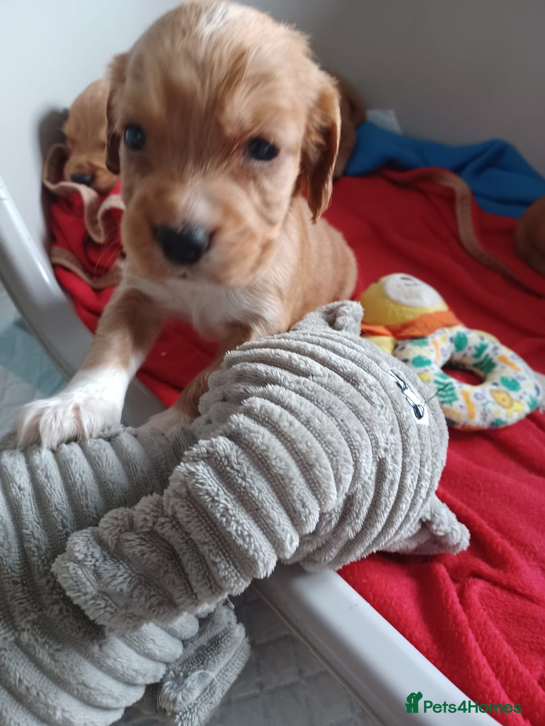Cocker Spaniel dogs for sale: Kc reg cocker spaniels ready 17th Aug - Image 23