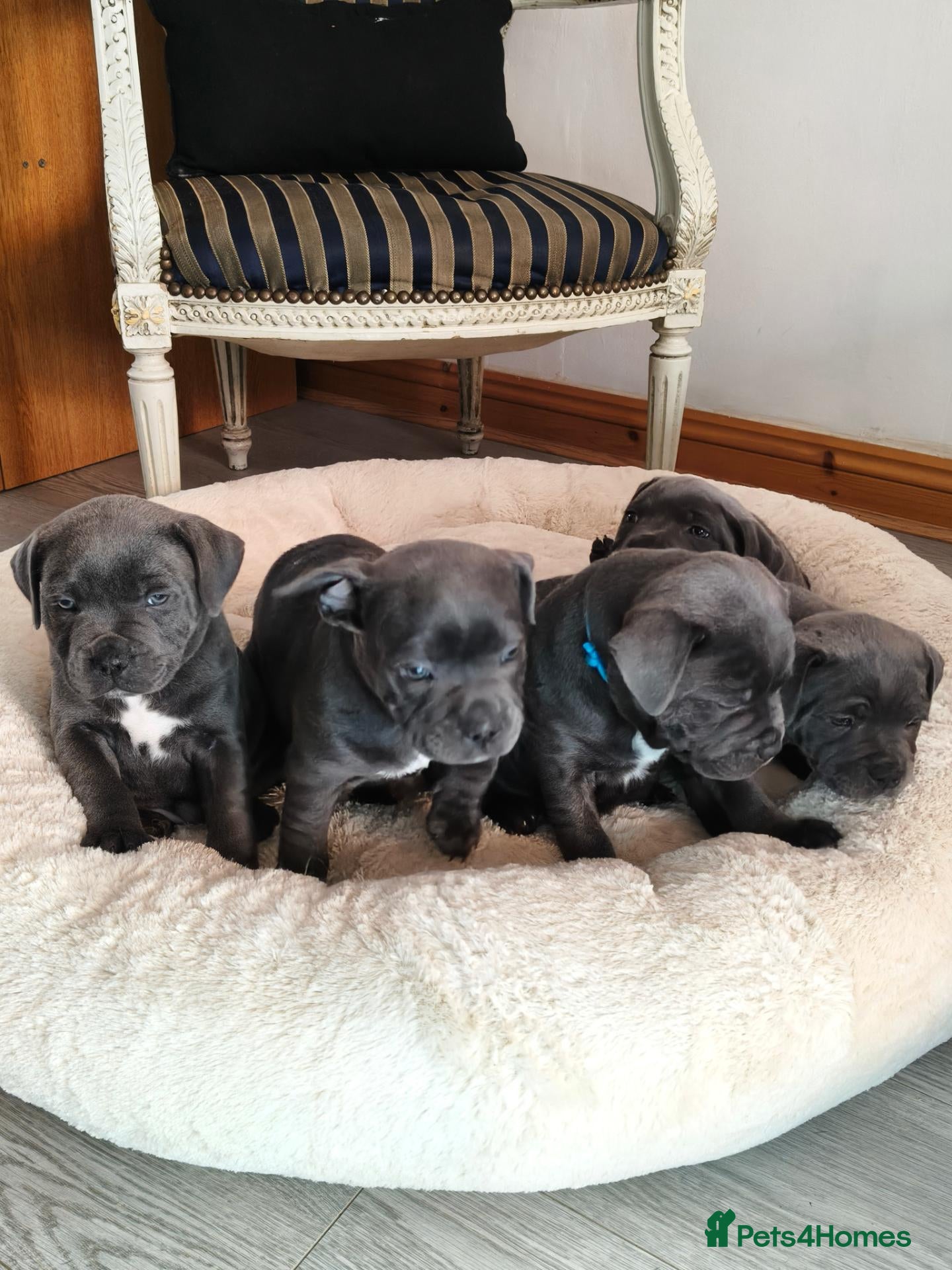 Staffordshire Bull Terrier dogs Premium RKC Staffordshire Bull Terrier Puppies 3 - Advert 3