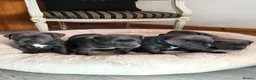Staffordshire Bull Terrier dogs for sale: Premium RKC Staffordshire Bull Terrier Puppies 3 in Peterborough - Advert 4