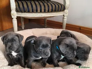 Staffordshire Bull Terrier dogs Premium RKC Staffordshire Bull Terrier Puppies 3 - Advert 6