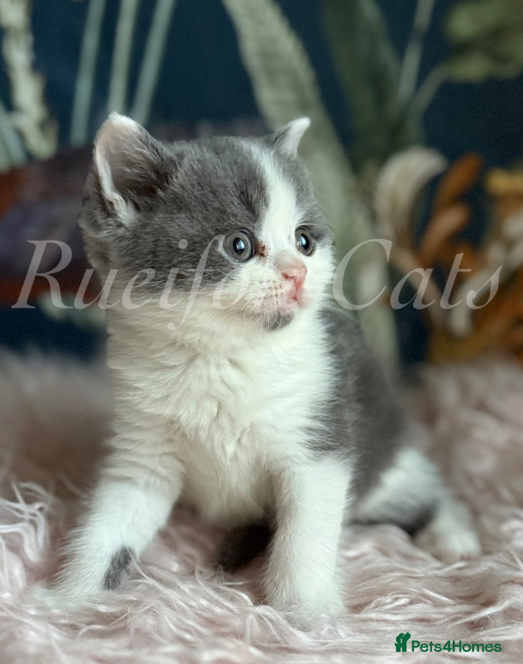 British Shorthair cats for sale: GCCF registered retired very friendly Queen  - Advert 7