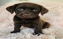 Labrador Retriever dogs for sale: kc English Labs available - Image 7