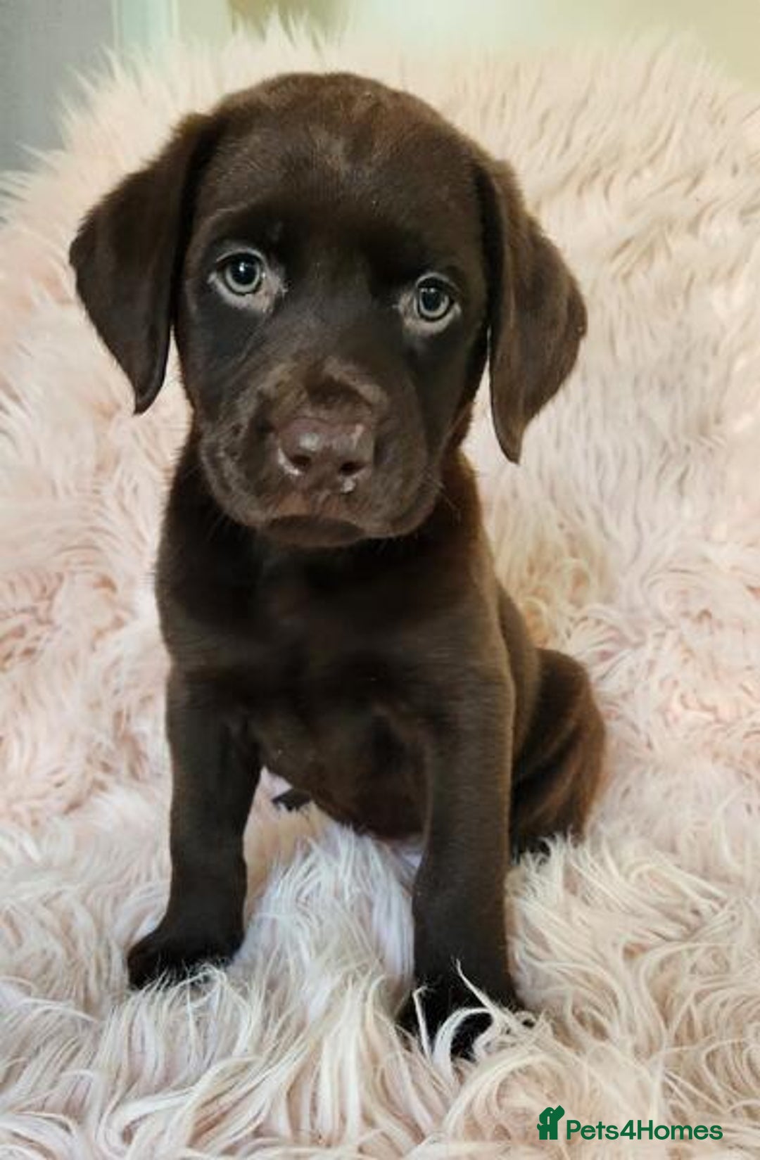 Labrador Retriever dogs for sale: kc English Labs available - Image 7