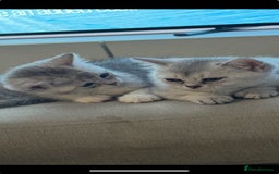 British Shorthair cats for sale: British shorthair x kittens for sale - Image 17