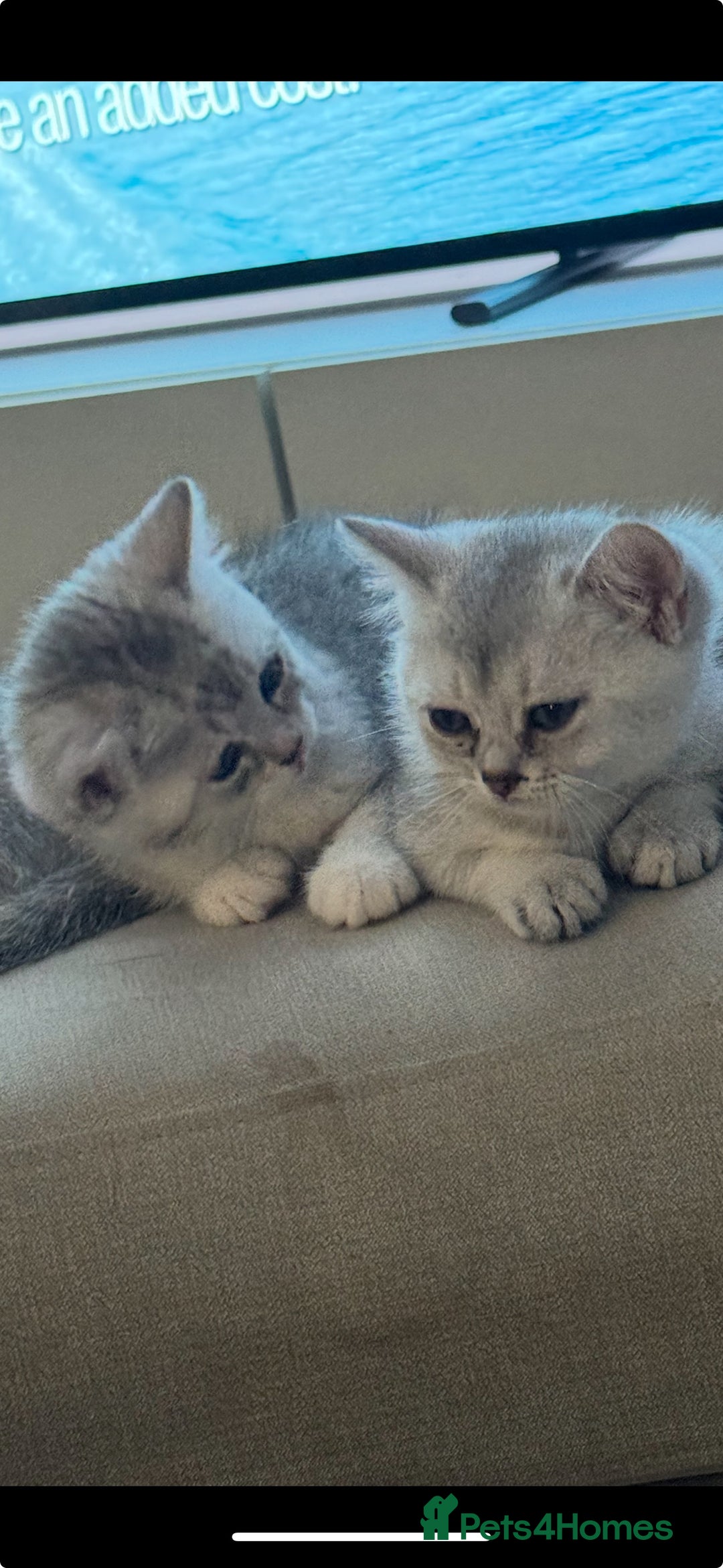 British Shorthair cats for sale: British shorthair x kittens for sale - Image 17