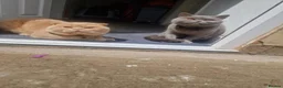 British Shorthair cats for sale: Queen for sale. in Rugby - Advert 3