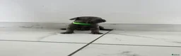 Staffordshire Bull Terrier dogs for sale: Staff puppies  - Advert 17