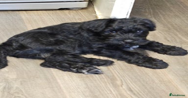 Miniature Schnauzer dogs Playful loving schnauzers - Advert 5