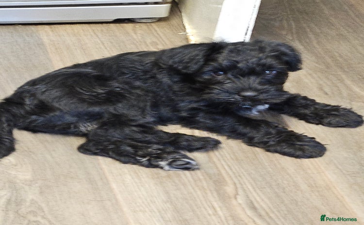 Miniature Schnauzer dogs - Advert 8